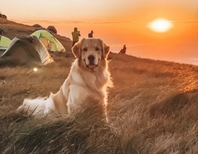 A Importância da Socialização e Treinamento Pré-Trilha - inspiração 1