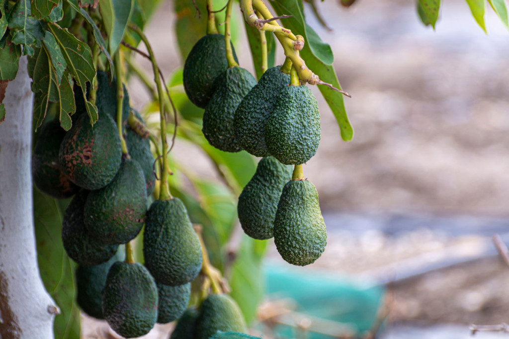 Abacate e Mulheres: Um Aliado Poderoso para Todas as Fases da Vida - inspiração 1