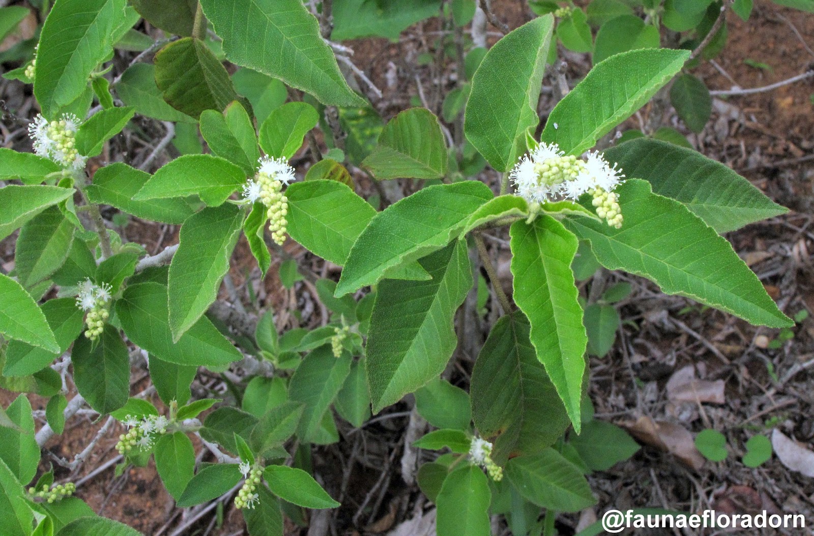 A Arte dos Corantes: Cores que Expressam Emoções - inspiração 2
