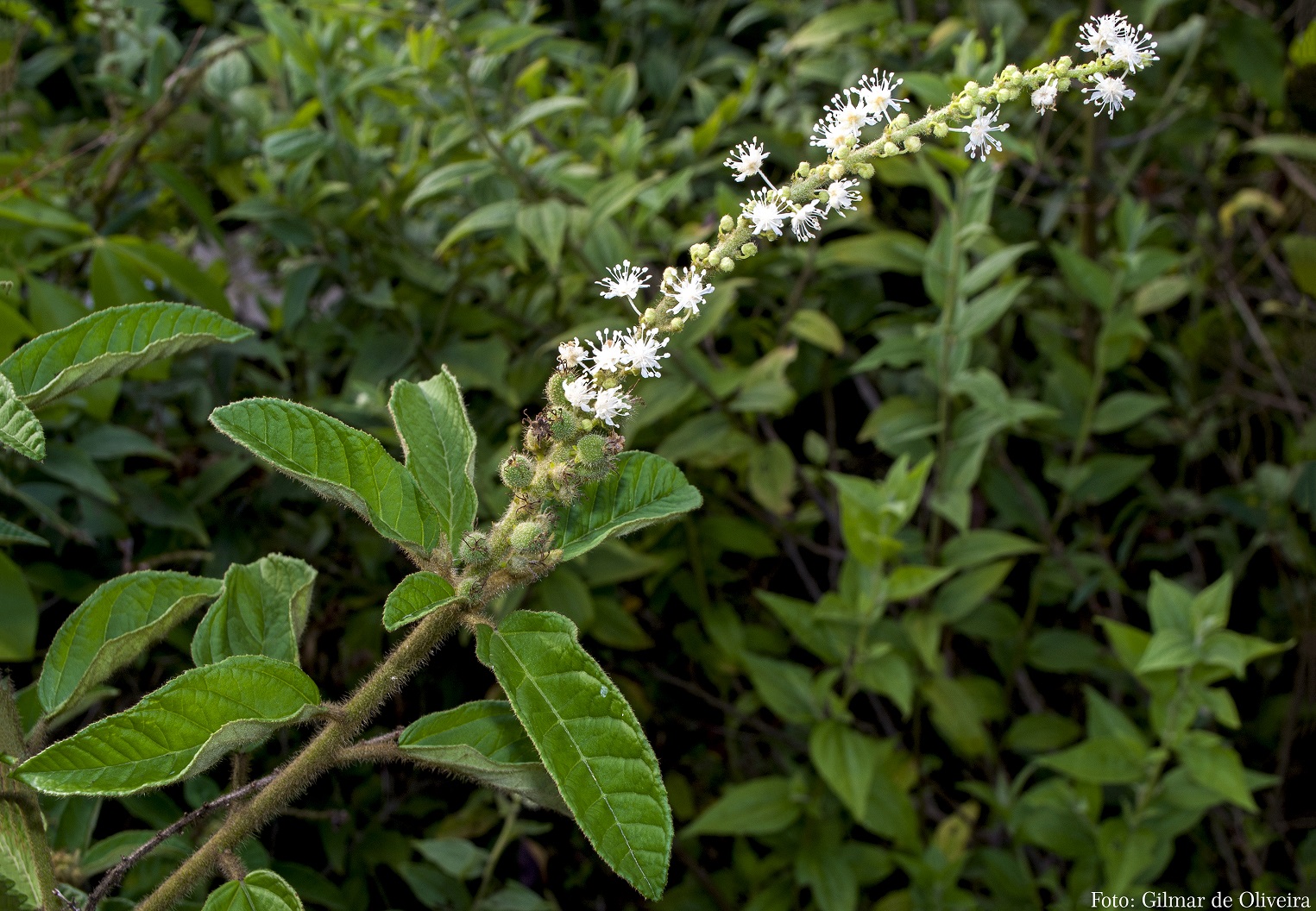 Essências que Transformam Ambientes: Um Guia Completo - inspiração 2