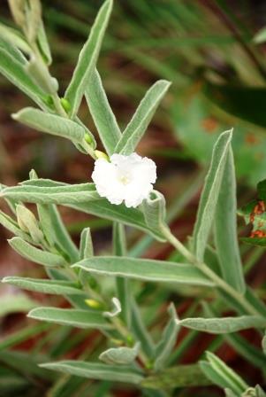 O Poder do Pavio: Encontrando o Equilíbrio Ideal - inspiração 1