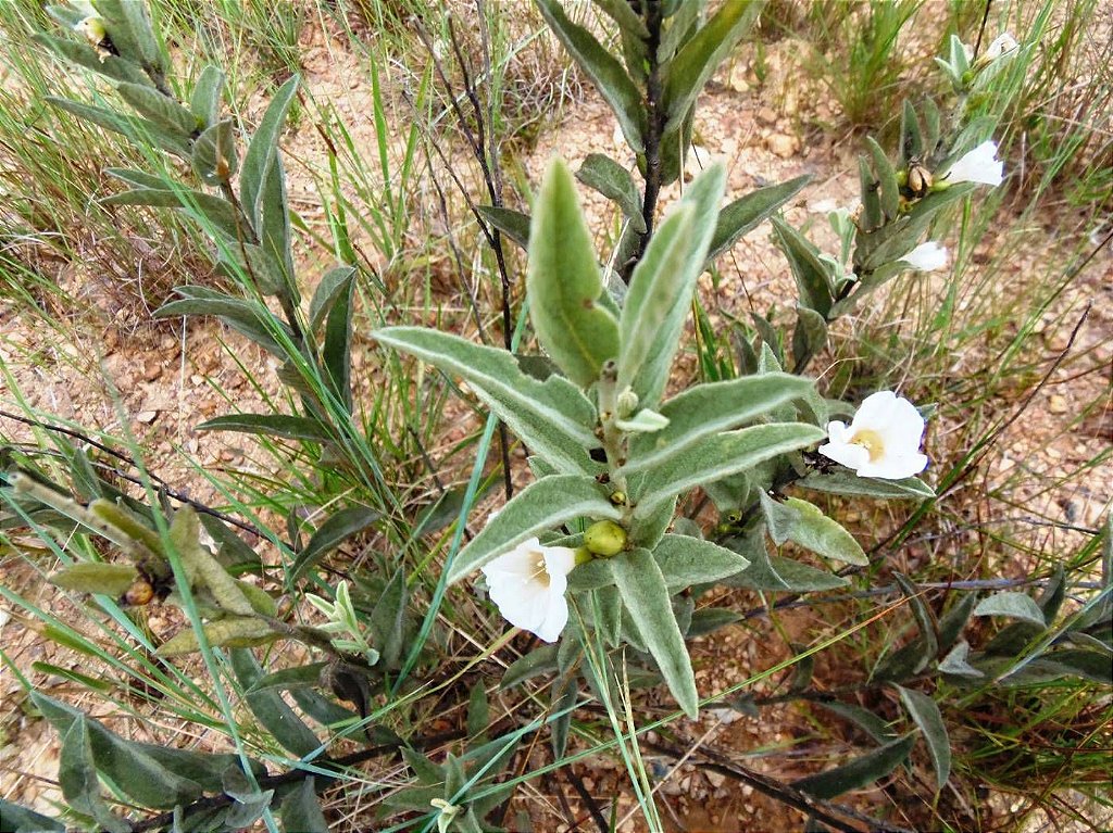 O Poder do Pavio: Encontrando o Equilíbrio Ideal - inspiração 2