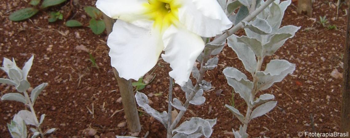 Decoração e Acabamento: O Toque Final de Sofisticação - inspiração 1