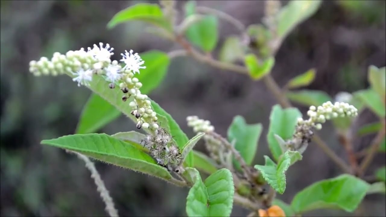 Decoração e Acabamento: O Toque Final de Sofisticação - inspiração 2