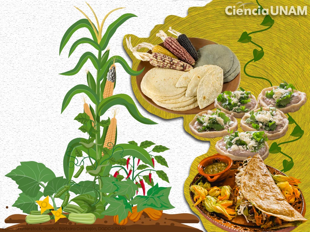 Cebola Roxa: Doçura e Cor Para Saladas e Recheios - inspiração 2