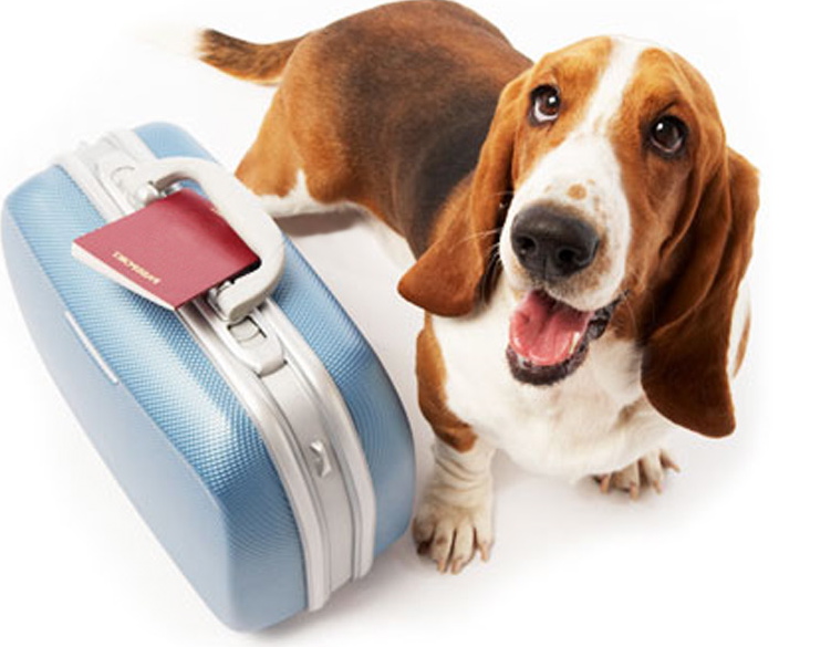 Hospedagem que acolhe: Conforto para vocês dois - inspiração 1