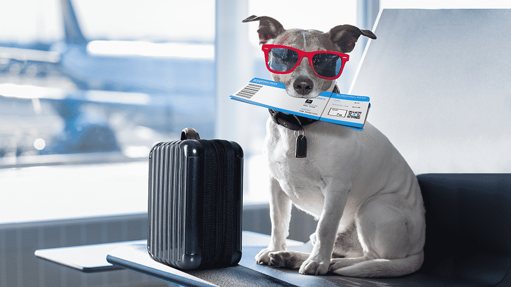 Kit de emergência: O que não pode faltar na mala - inspiração 1