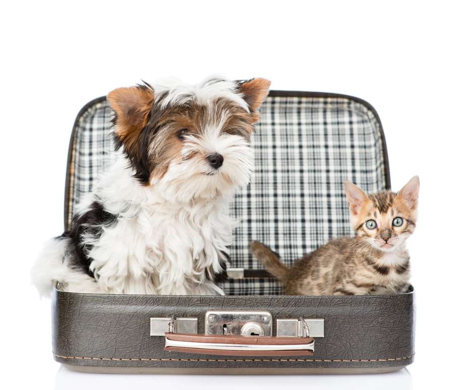 Comportamento do pet: Adaptação ao novo ambiente - inspiração 2