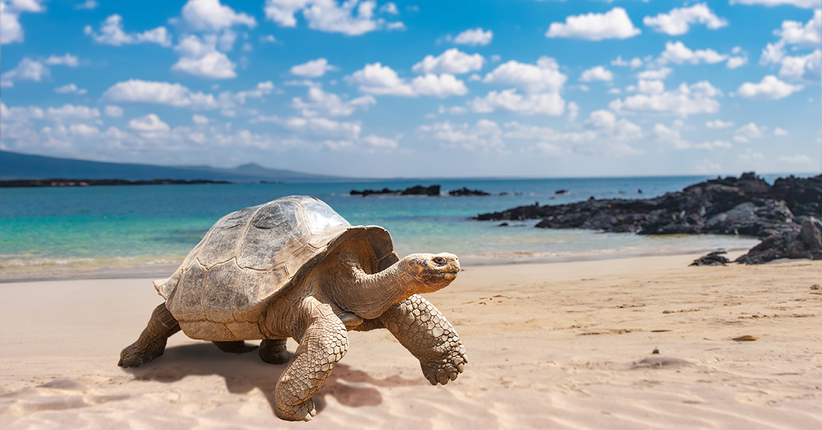 Entendendo o Clima e a Melhor Época para Ir - inspiração 2