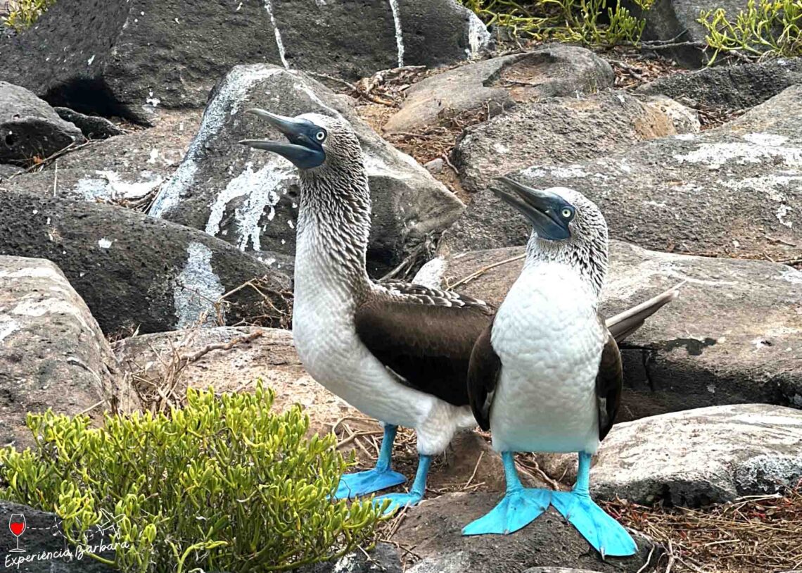 O Que Levar na Mala: Essenciais para o Paraíso - inspiração 2