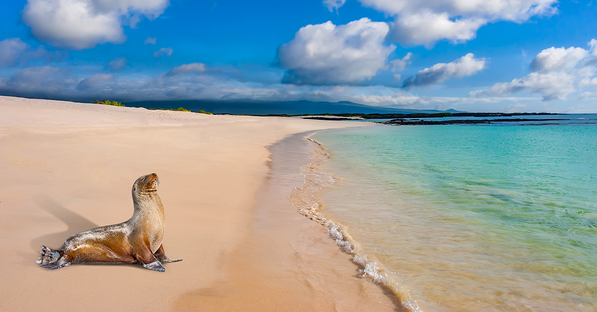 A Vida Selvagem Que Você Vai Amar: Um Encontro Próximo - inspiração 1