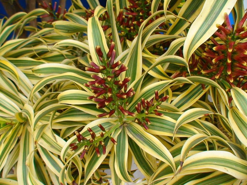 tipos de dracena para interiores