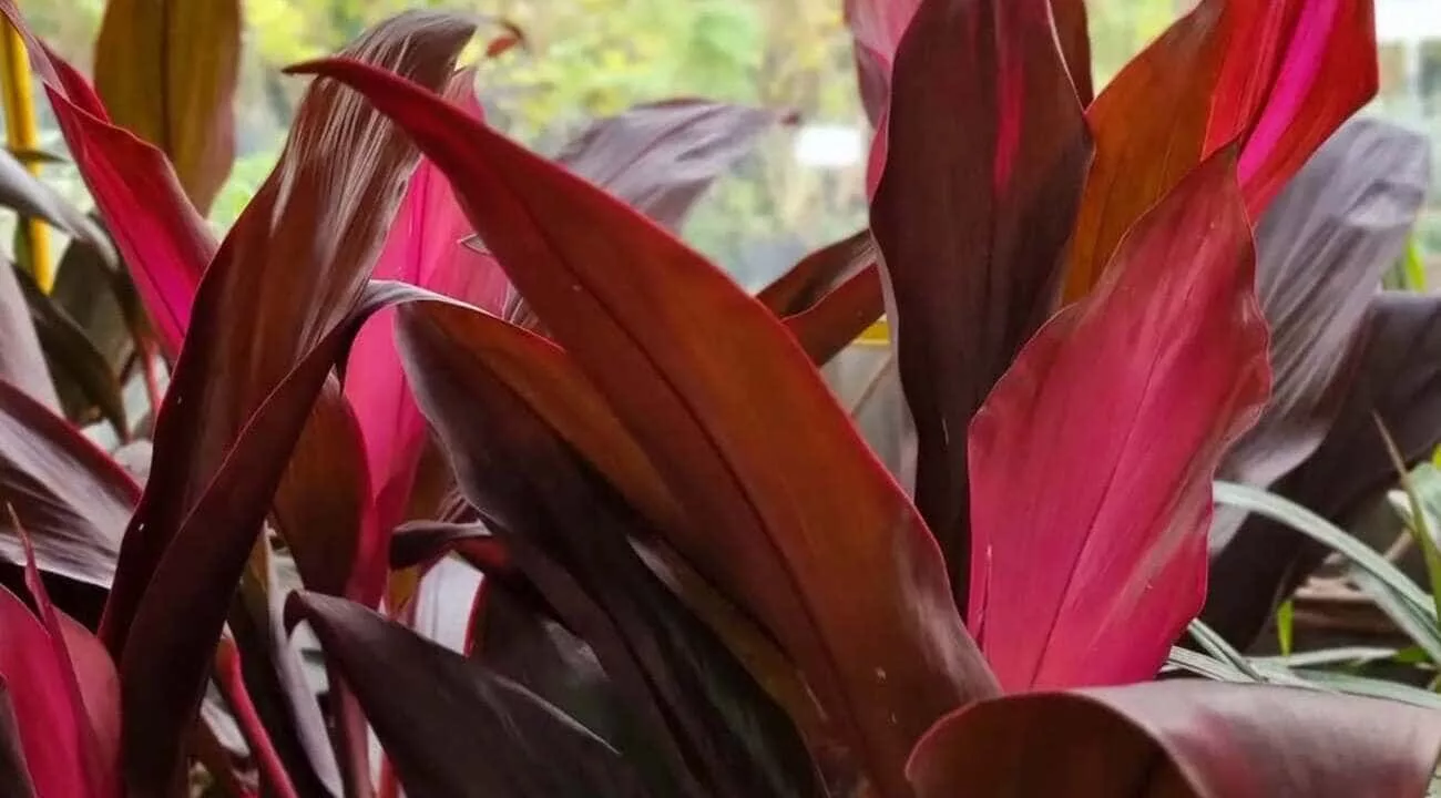 plantas que combinam com dracena