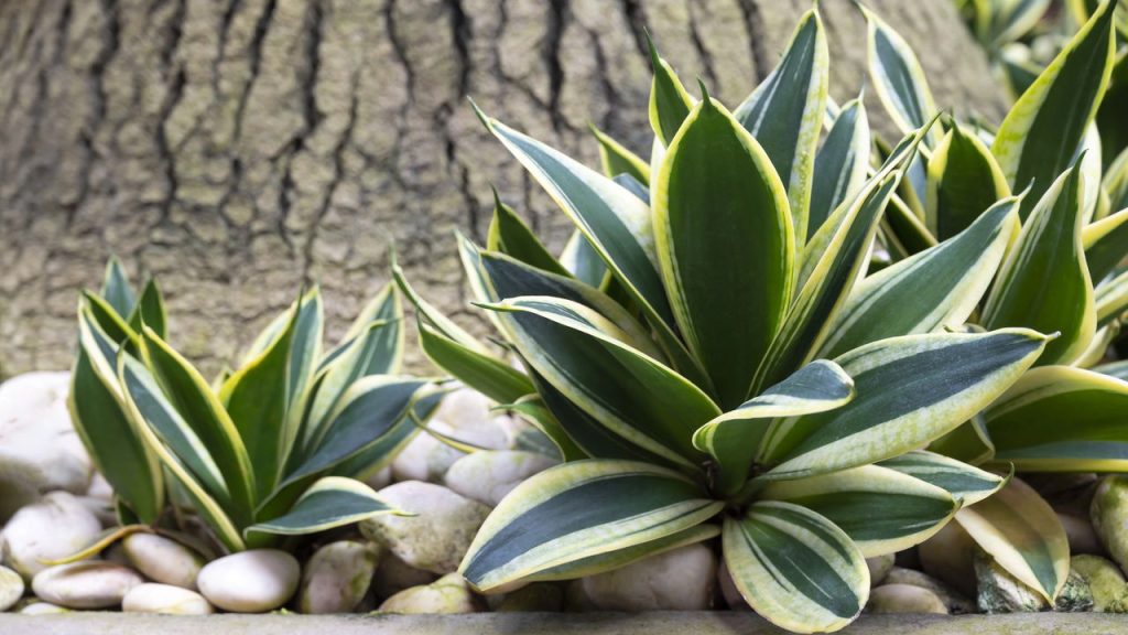 5 formas para transformar sua casa com dracena