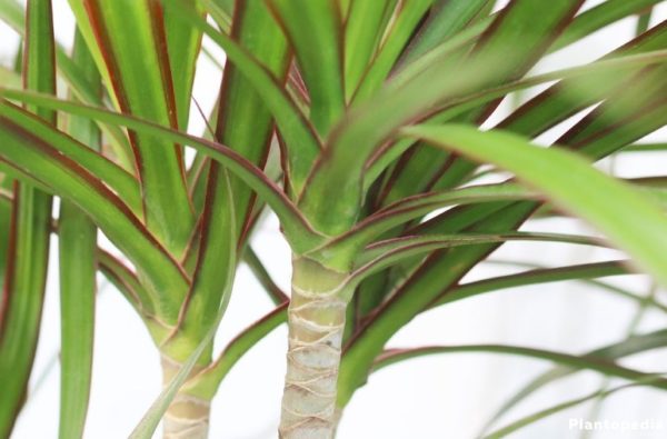 plantas que combinam com dracena