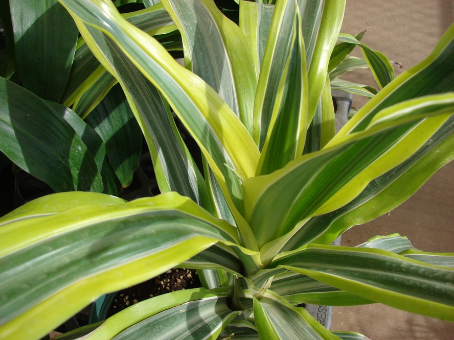 tipos de dracena para interiores