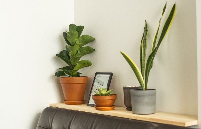 5 formas para transformar sua casa com dracena