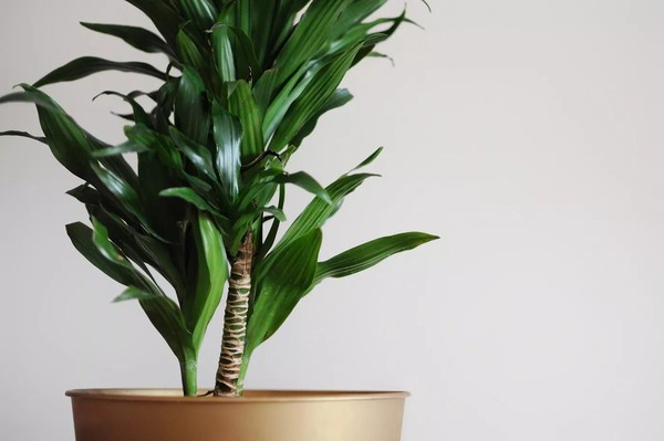 plantas que combinam com dracena