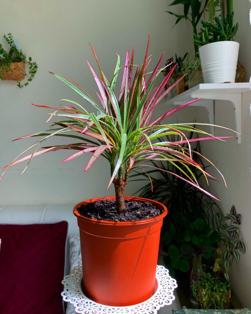 5 formas para transformar sua casa com dracena