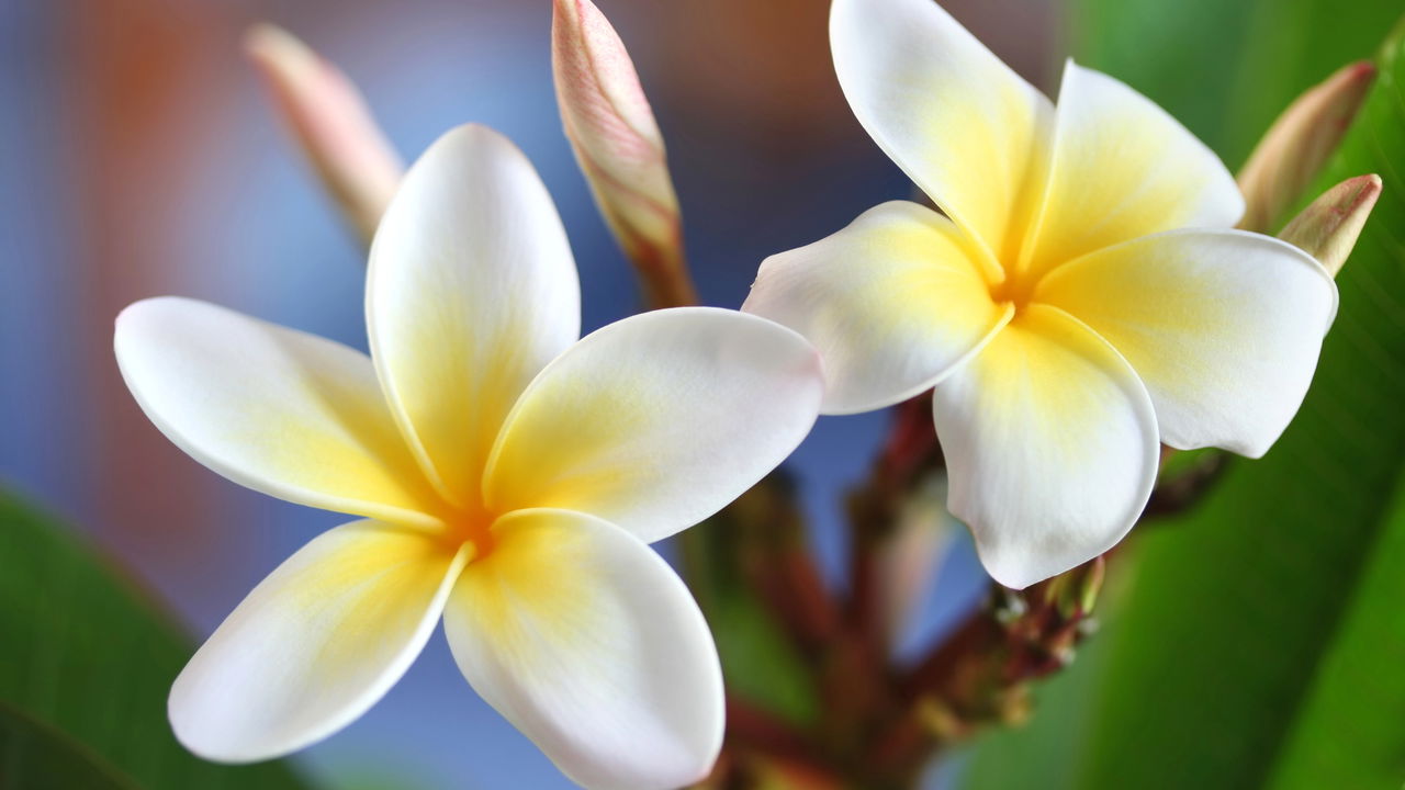 plantas que perfumam a casa naturalmente