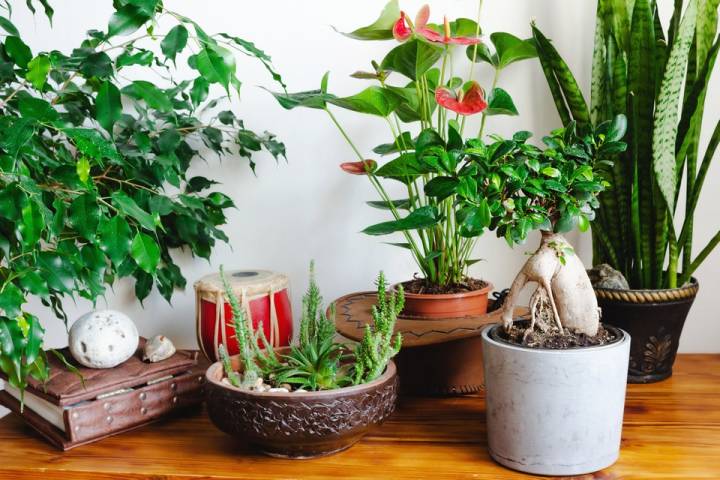 7 plantas que perfumam sua casa naturalmente