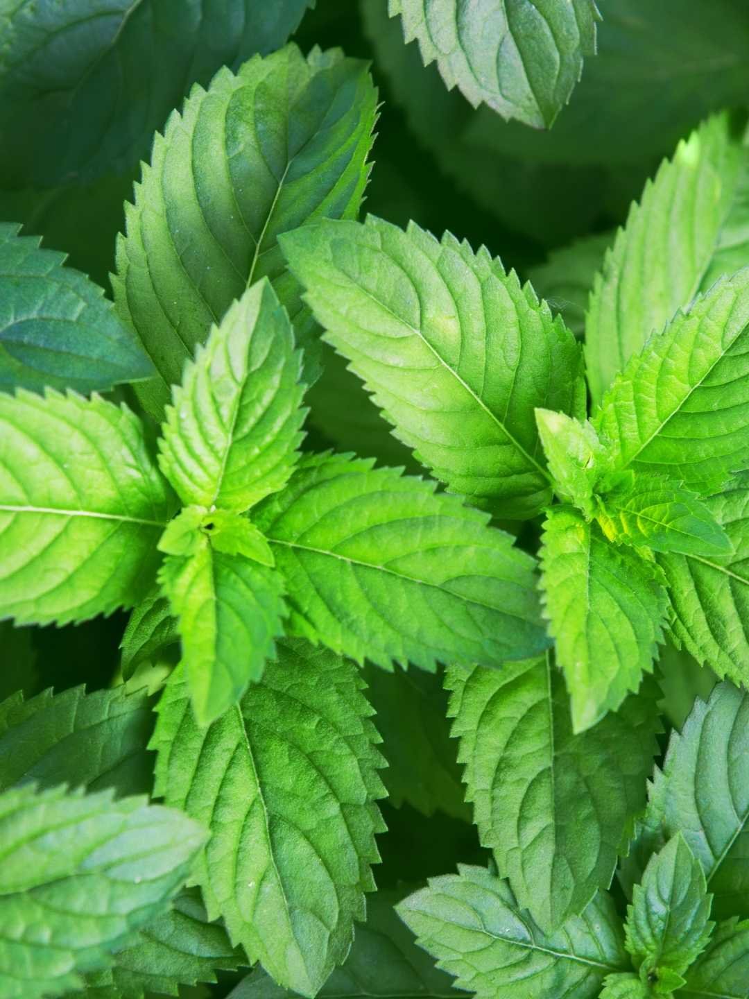 plantas de interior com cheiro agradável