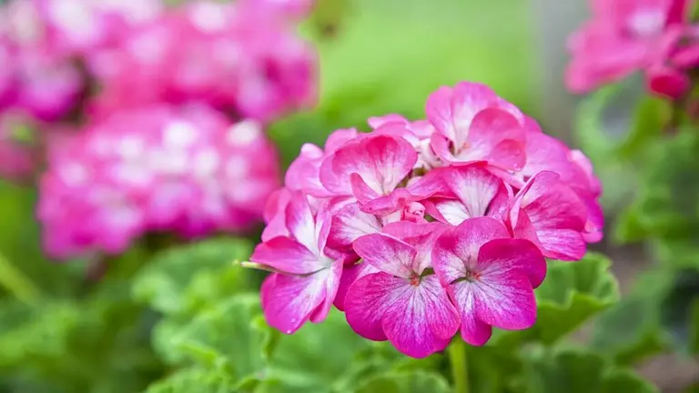 plantas que perfumam a casa naturalmente