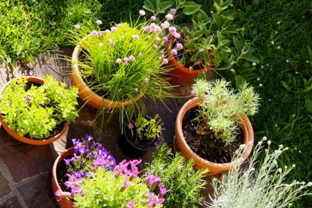 flores aromáticas para interiores