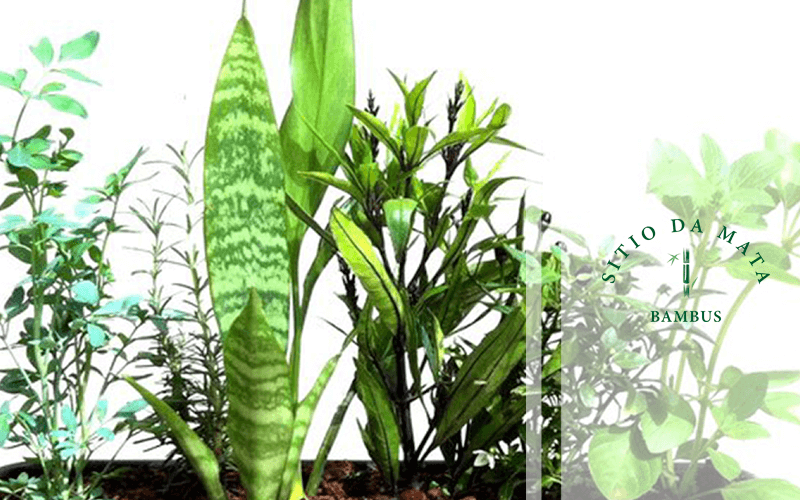 como usar plantas para perfumar o ambiente