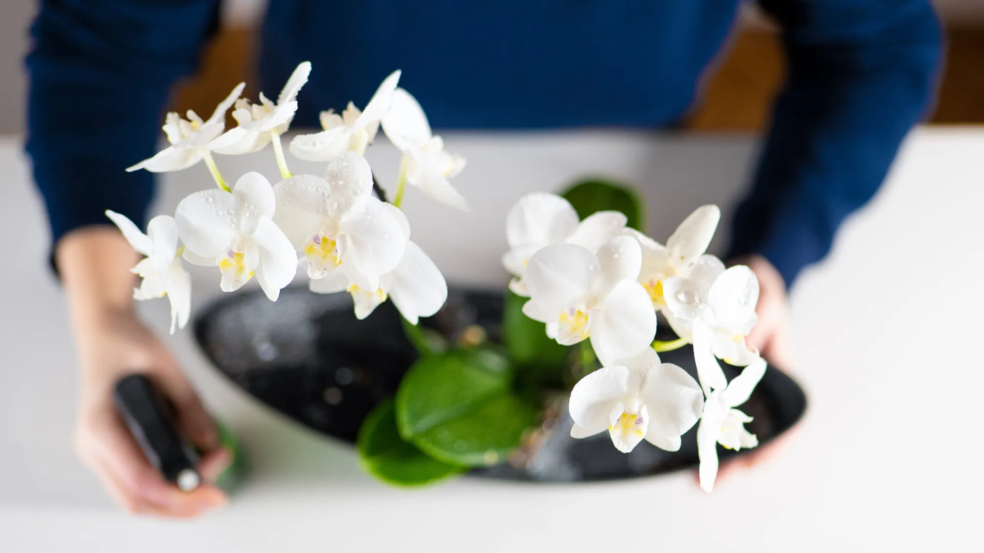 plantas de interior com cheiro agradável