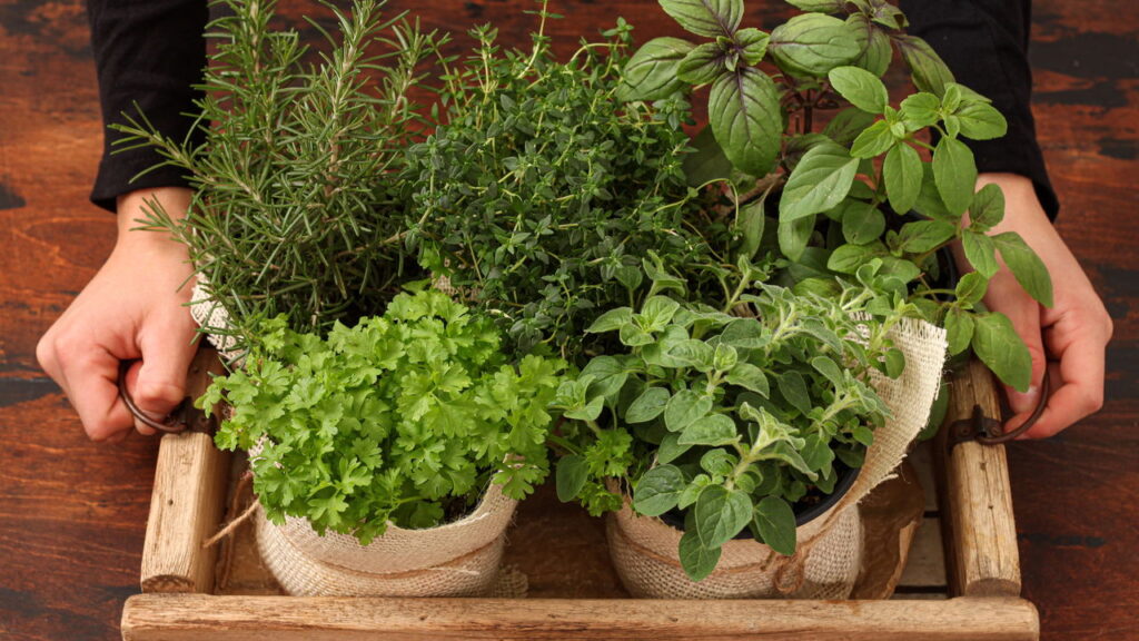 flores aromáticas para interiores