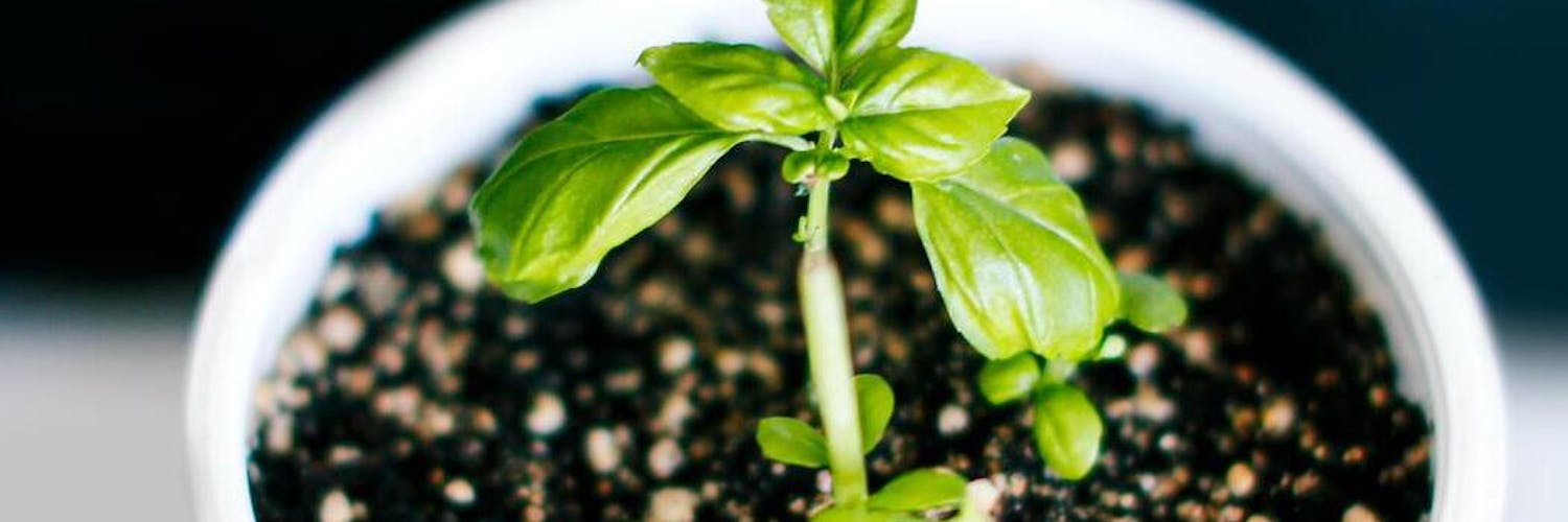 como usar plantas para perfumar o ambiente