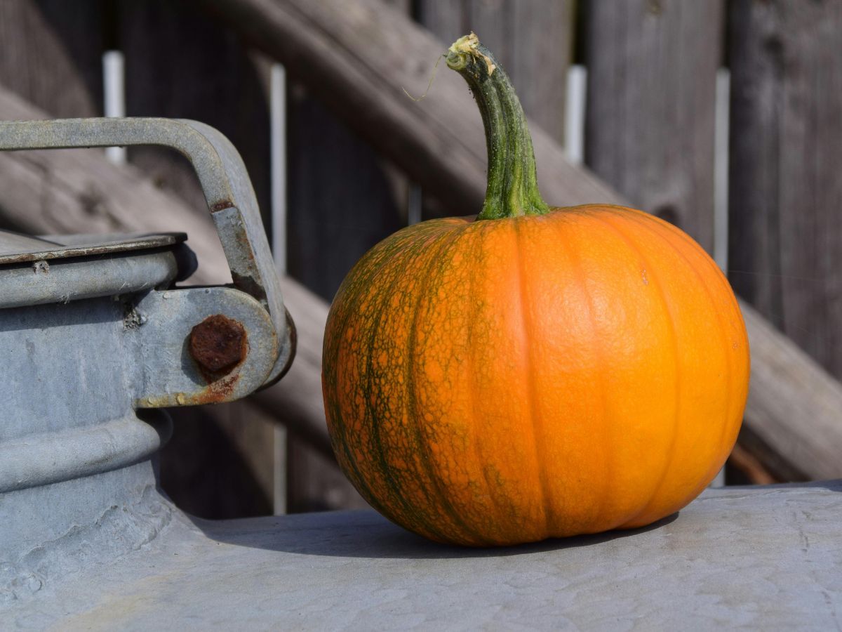 Como Aproveitar a Casca da Abóbora: Dicas e Benefícios