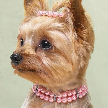 acessórios pet artesanais