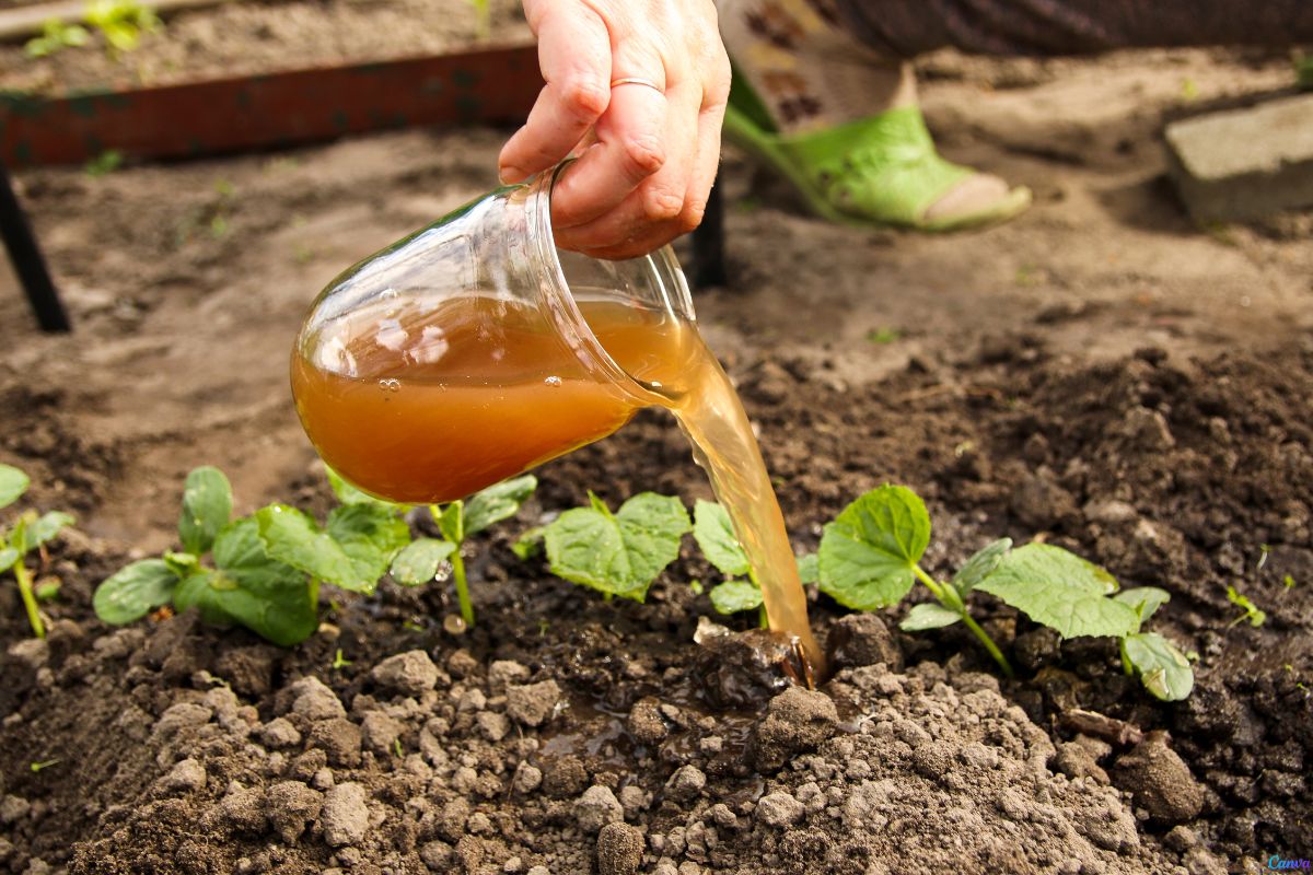 adubo orgânico com casca de ovo e banana