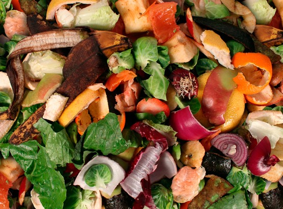 como usar borra de café como adubo