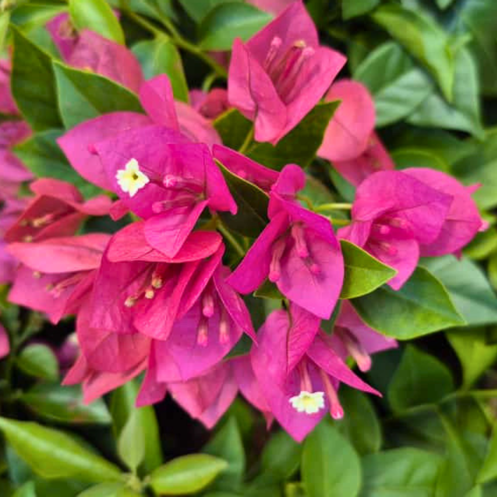 Bougainvillea no Vaso vs. no Chão: Dicas de Adubação Específicas