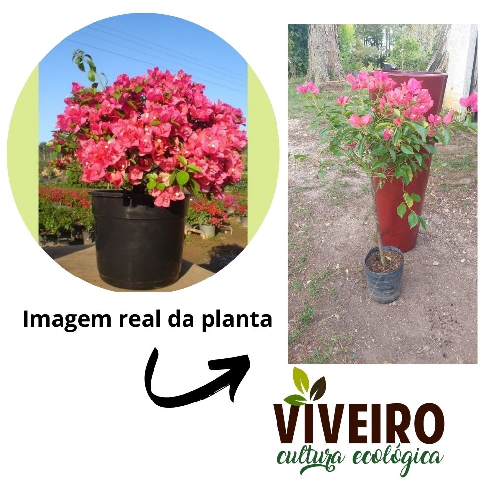 Adubos Orgânicos para Bougainvillea: Opções Naturais e Benefícios
