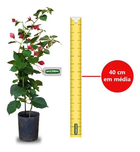 Bougainvillea no Vaso vs. no Chão: Dicas de Adubação Específicas