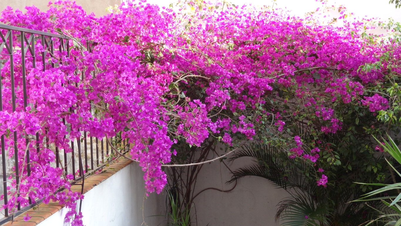 adubo para primavera bougainville