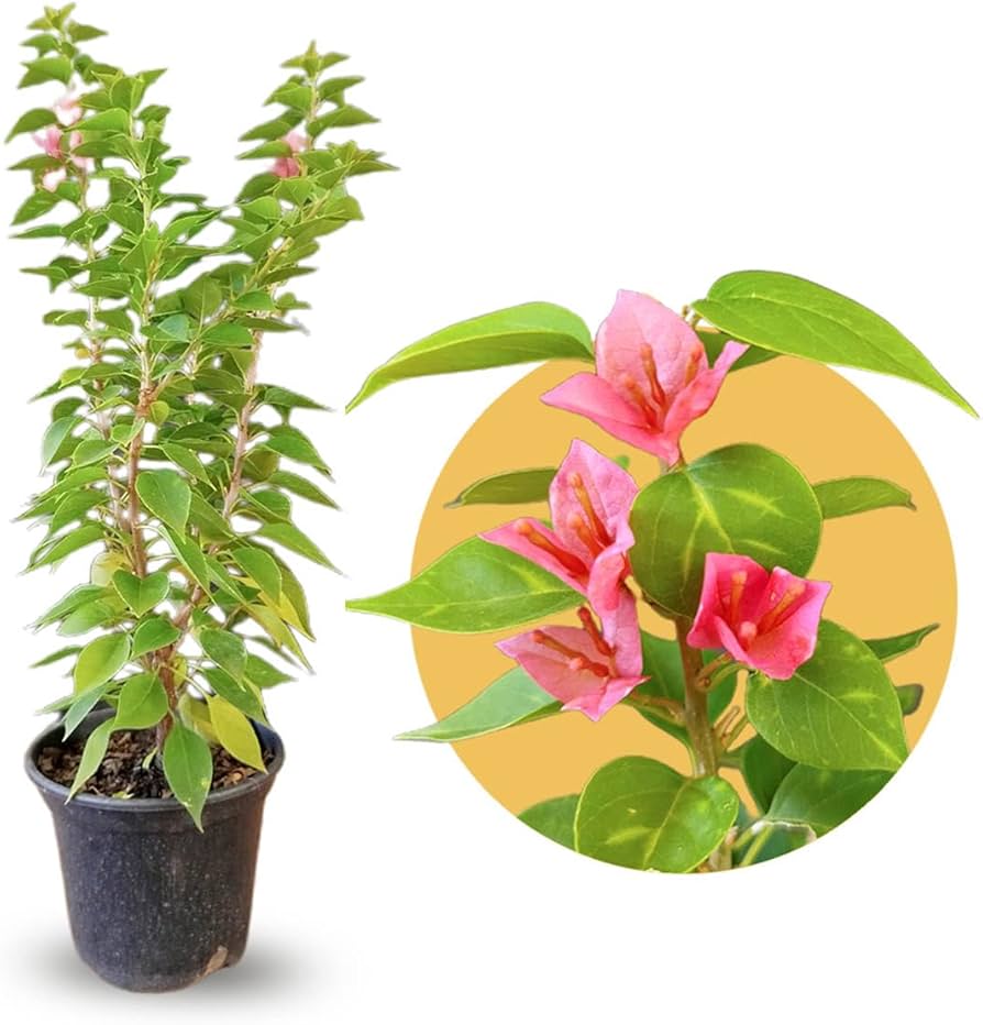 Guia Completo: Como Escolher o NPK Ideal para Sua Bougainvillea