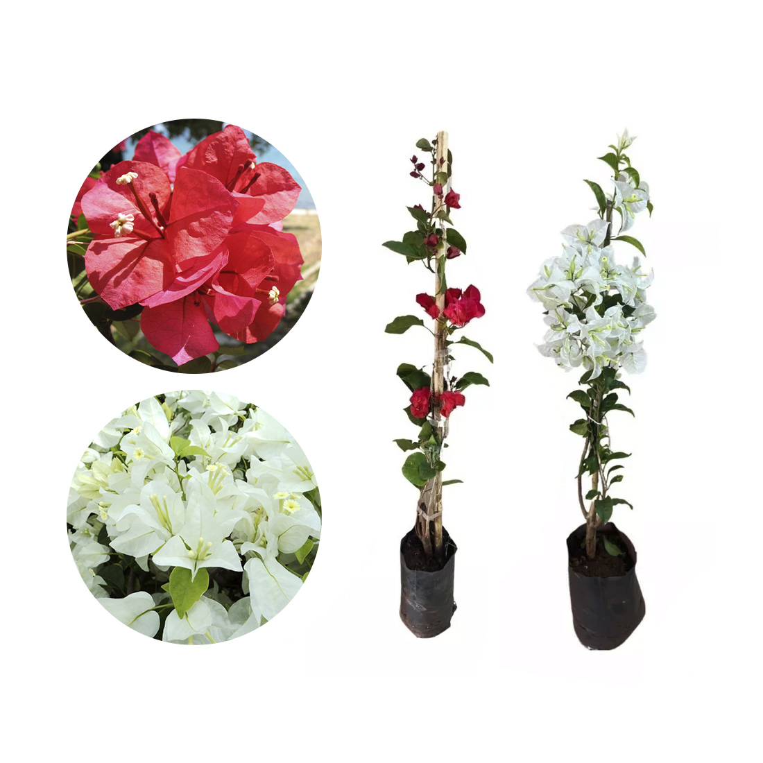 Adubos Orgânicos para Bougainvillea: Opções Naturais e Benefícios