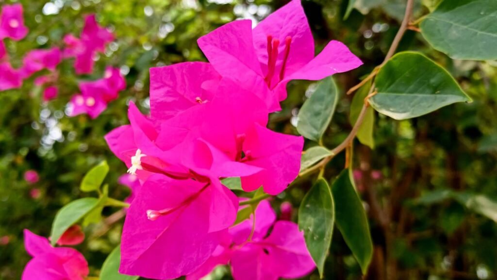 Erros Comuns na Adubação da Primavera e Como Evitá-los