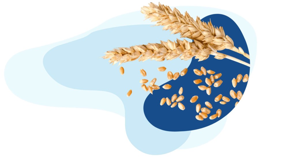 alimentos que contêm trigo escondido