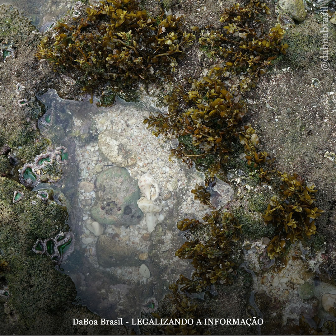 Os Melhores Suplementos de Algas Marinhas para Você