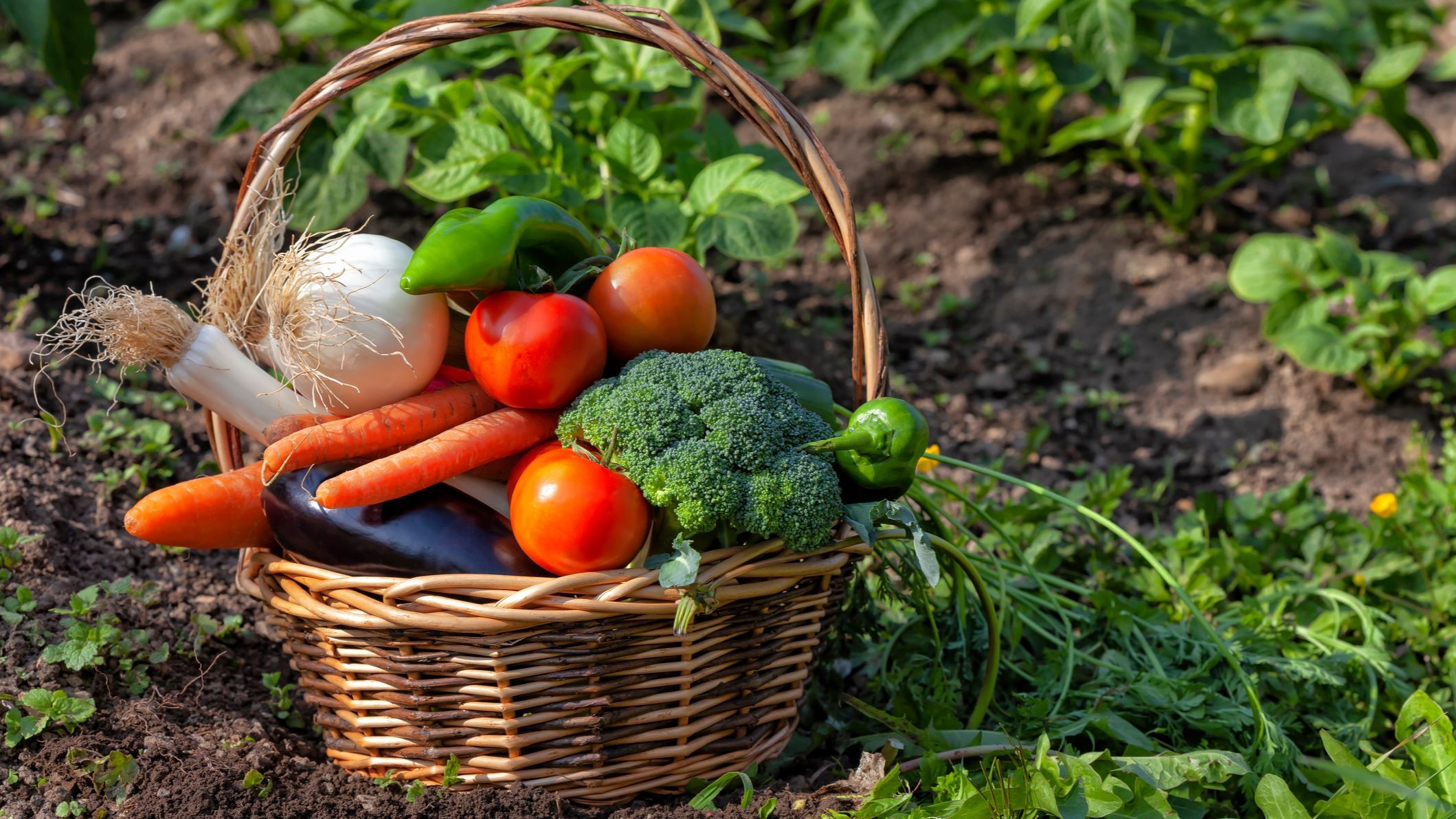 Receitas com Cascas e Folhas Orgânicas: Aproveite o Alimento Integralmente