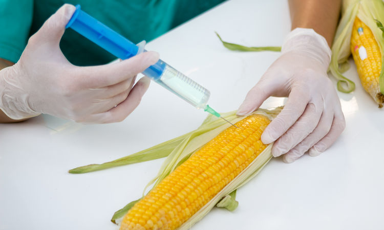 O que é engenharia genética e como ela cria alimentos transgênicos?