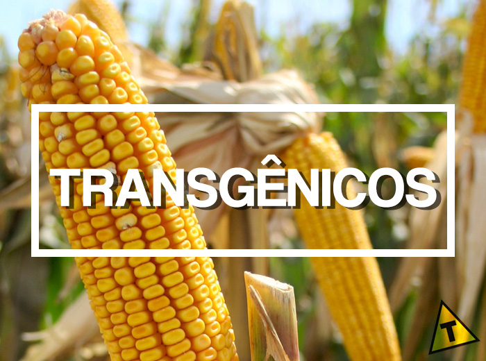 Mitos e verdades sobre os riscos dos alimentos transgênicos à saúde