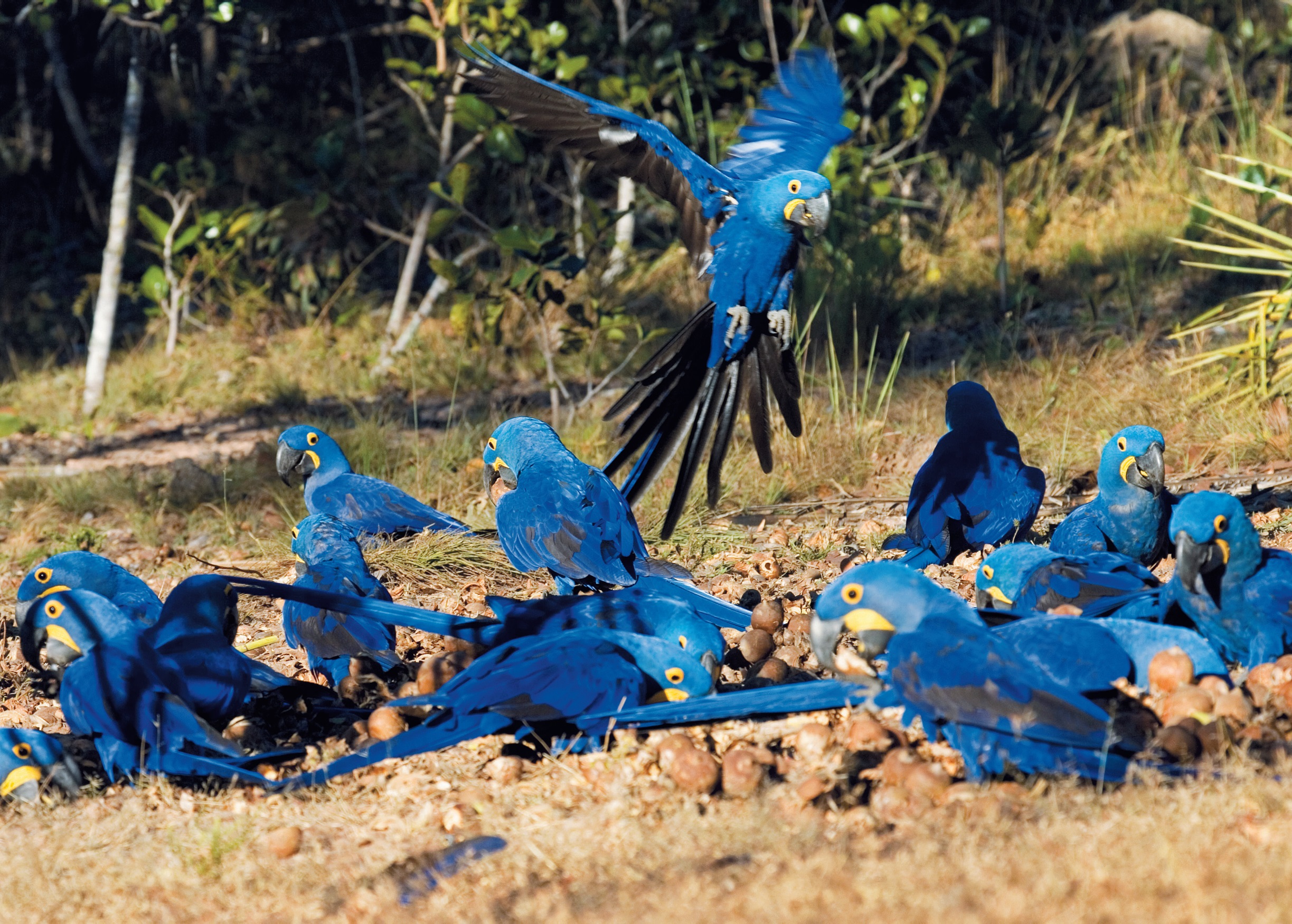 Gatos Domésticos e a Fauna Silvestre: Entenda o Impacto e Como Proteger