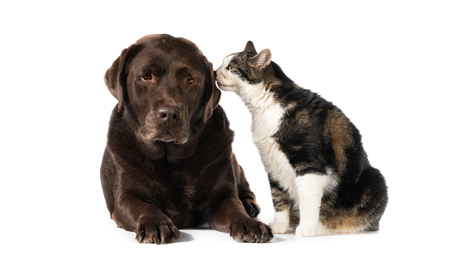 Bem-Estar Animal e Preservação Ambiental: Um Guia para Tutores Conscientes